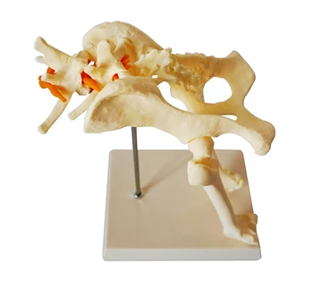 Perro de la articulación de la cadera modelo de perro esqueleto óseo veterinaria de animales de la enseñanza de la enseñanza de instrumento
