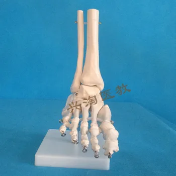 la vida de tamaño de la Articulación del pie Modelo Fl Articulación del Pie esqueleto Modelo de Pantalla