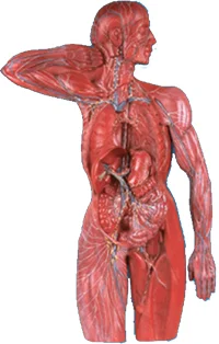 Sistema Linfático Modelo Avanzado De Anatomía Humana Médicos Simulador De Entrenamiento